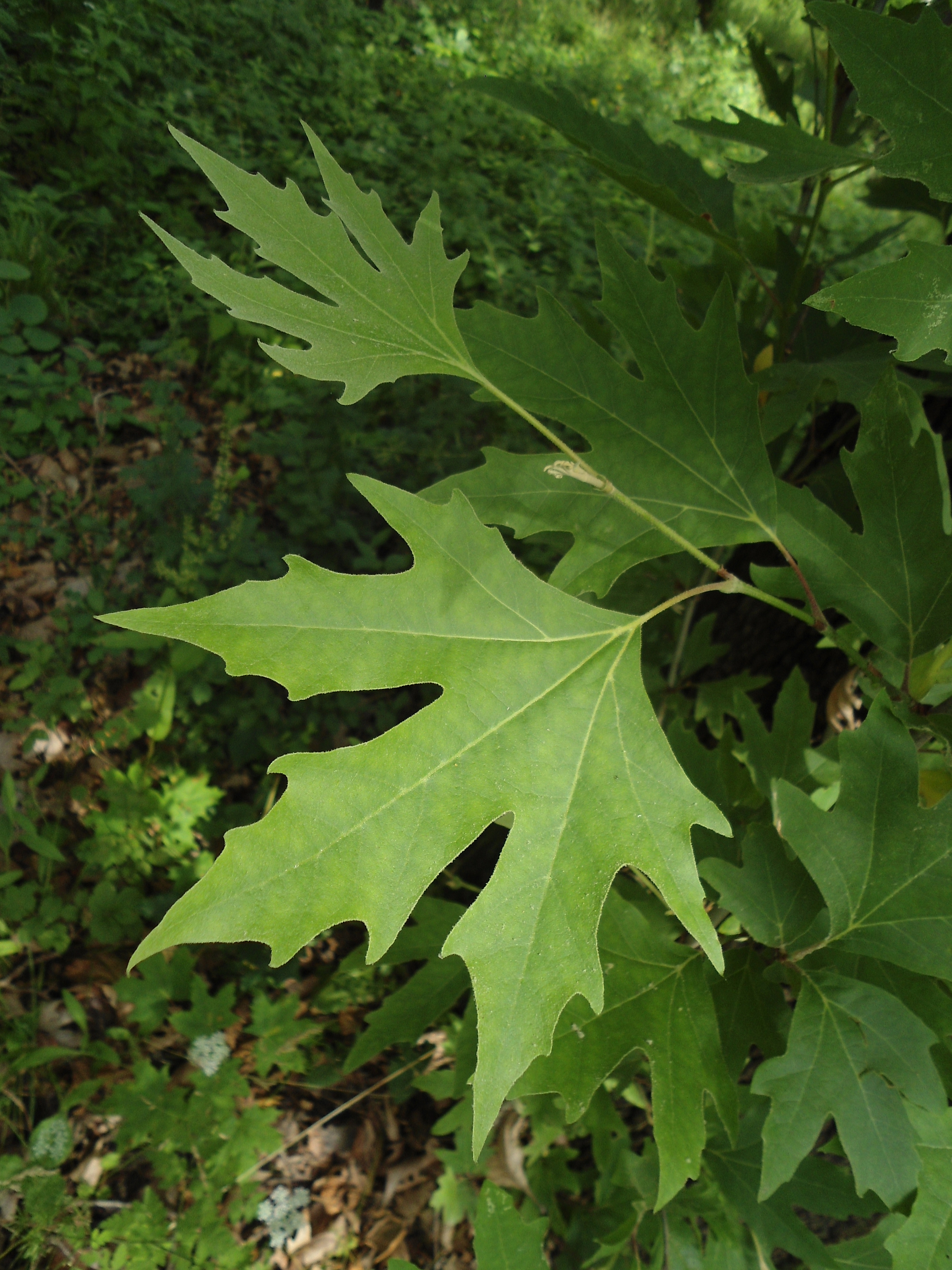 Платан Восточный Platanus