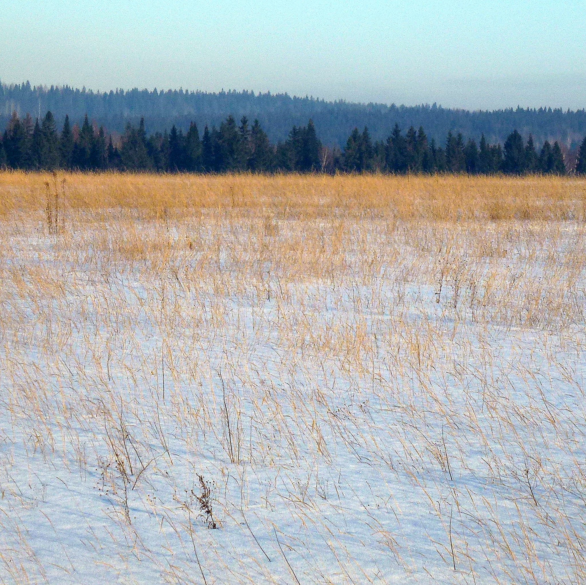 Травянистые равнины морозная зима