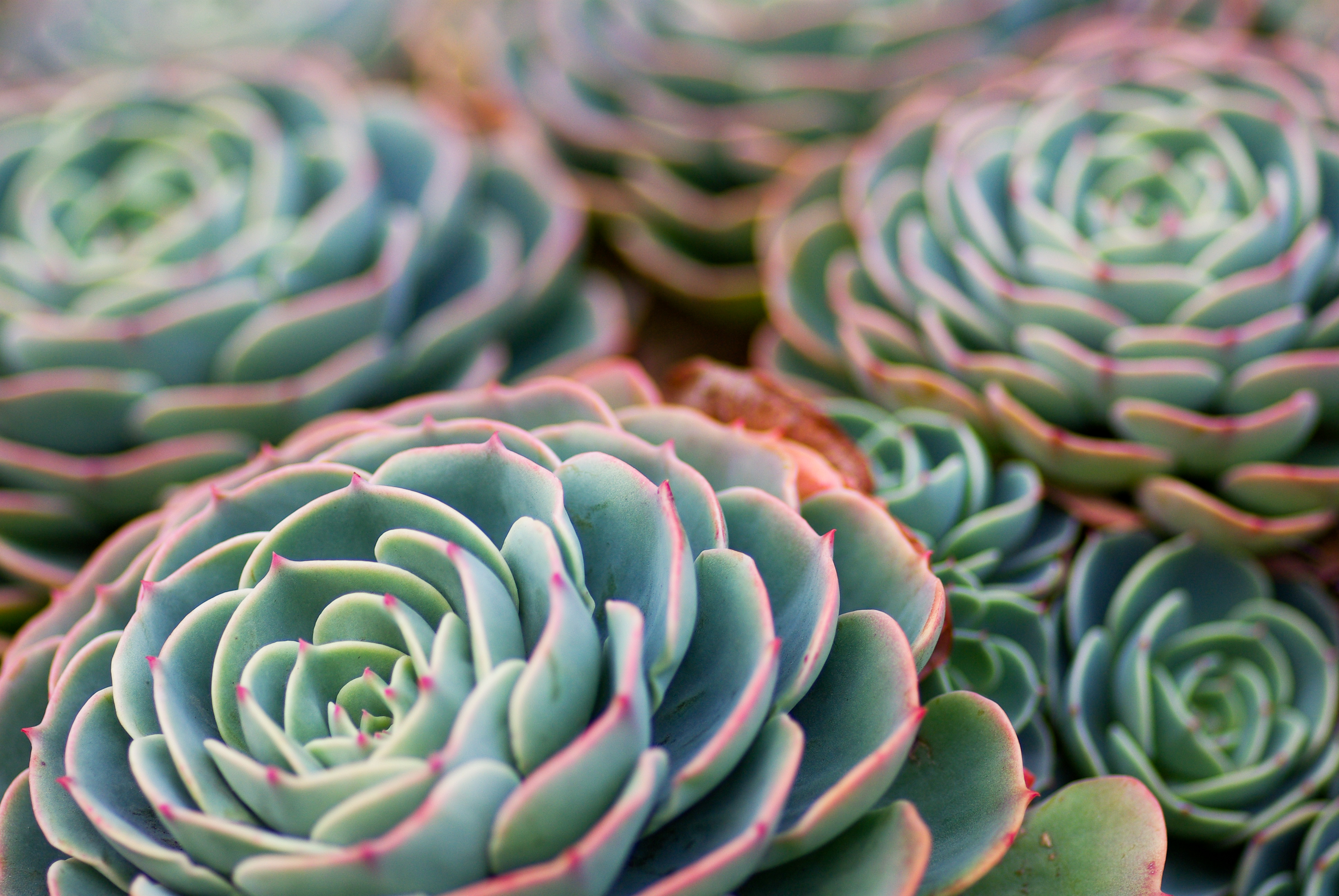 Barbara&succulents