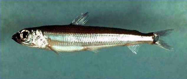 File:Atlantic argentine ( Argentina silus ).jpg