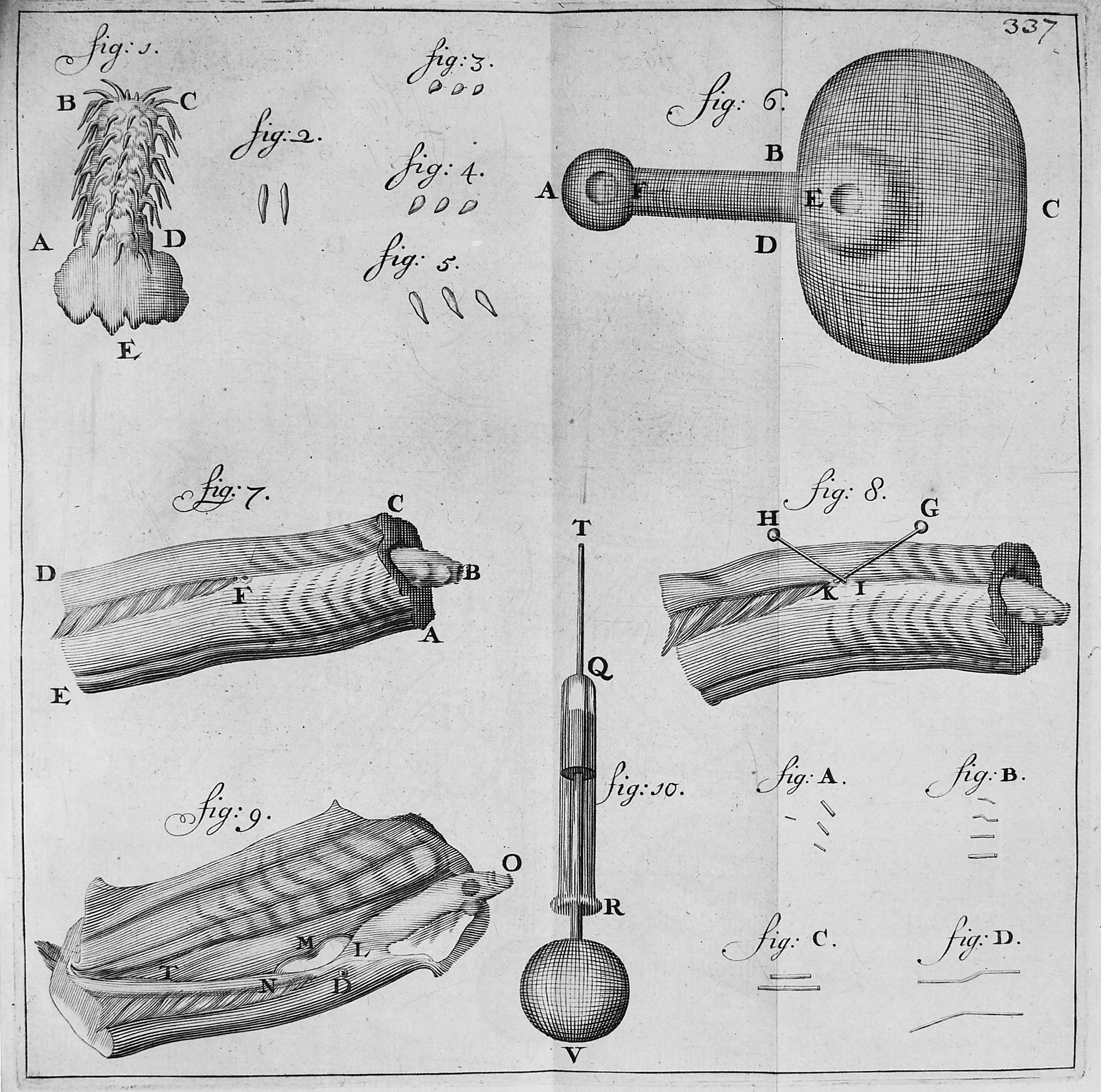 leeuwenhoek drawings