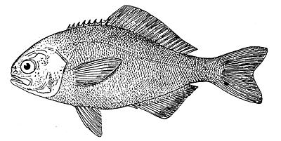 File:Barrelfish.jpg