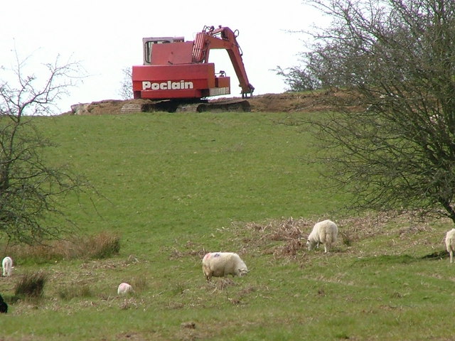 File:Big plant and sheep - geograph.org.uk - 781001.jpg