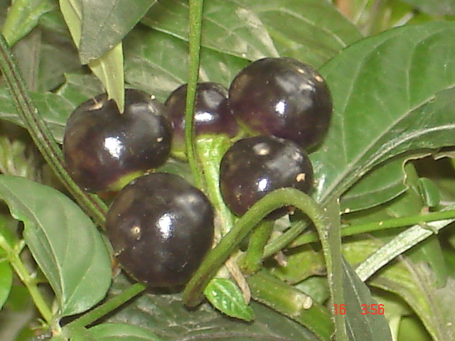 File:Black chilli.JPG