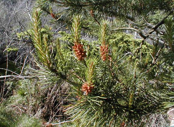 File:Blaikiewell Lodgepole Pine.jpg