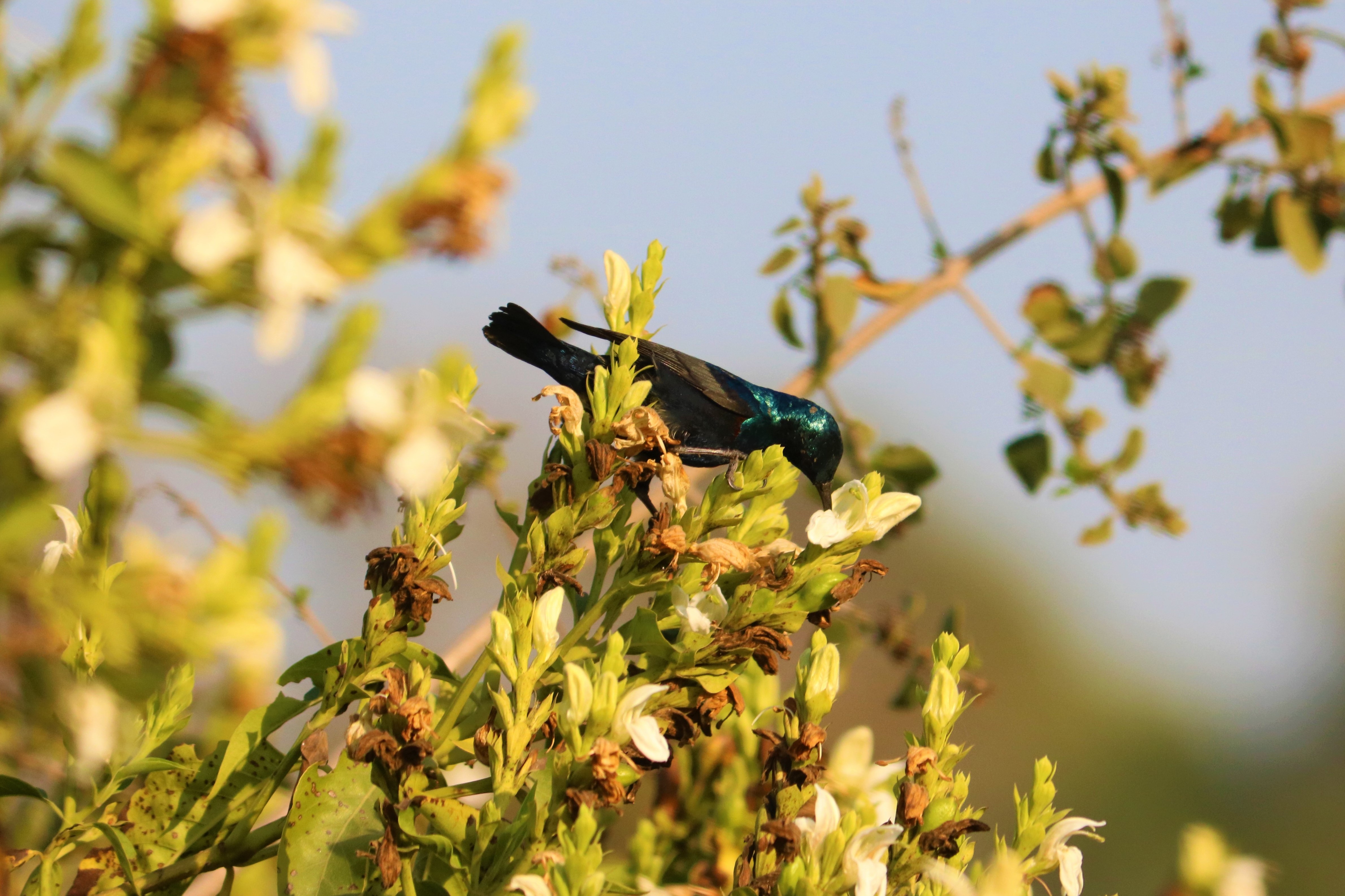 File:Blue bird in Keoladeo Ghana National  - Wikimedia Commons