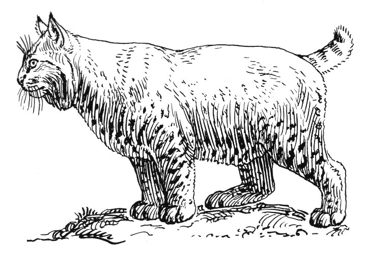 File:Bobcat (PSF).jpg