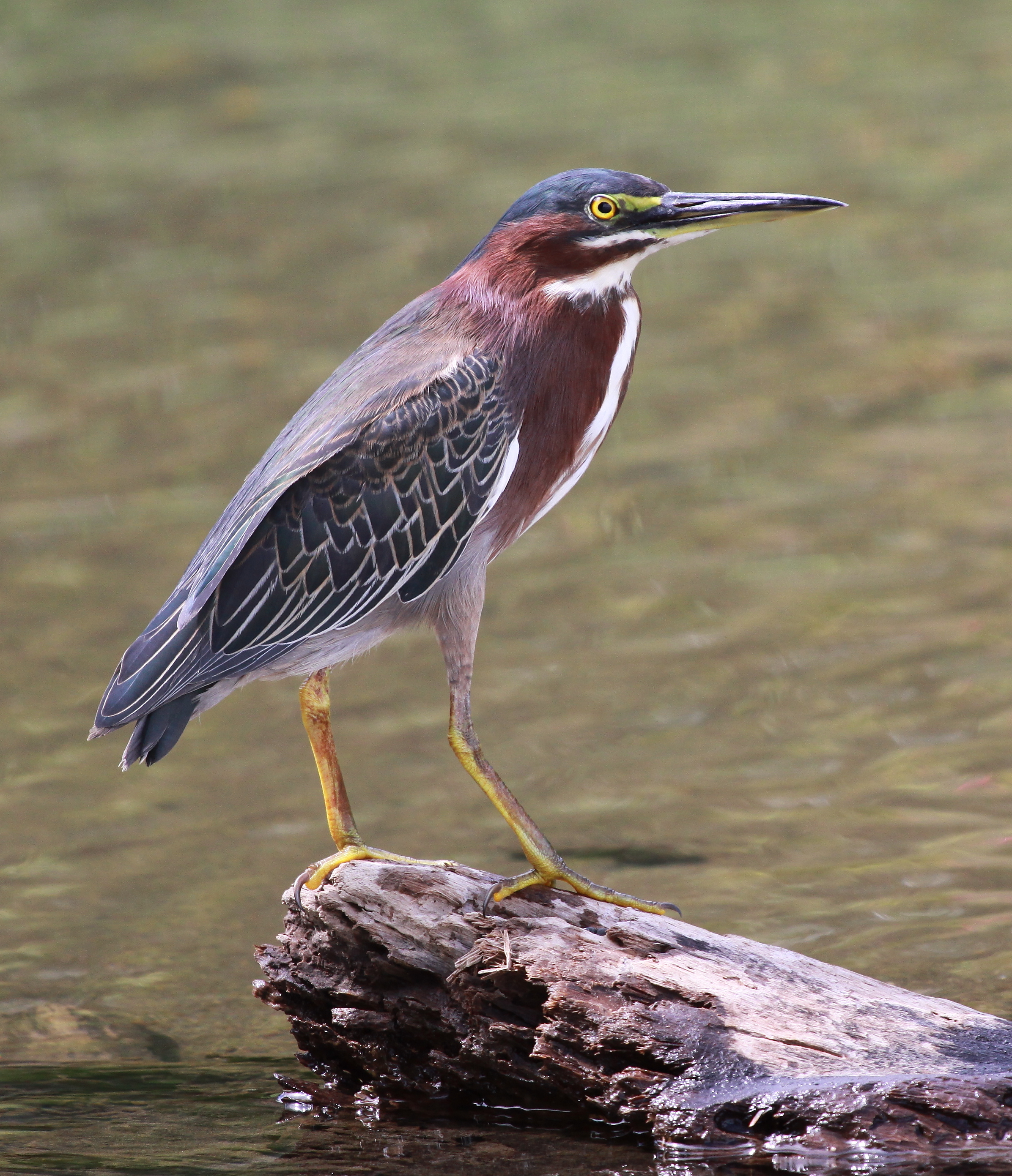 Green Heron Identification, All About Birds, Cornell Lab of