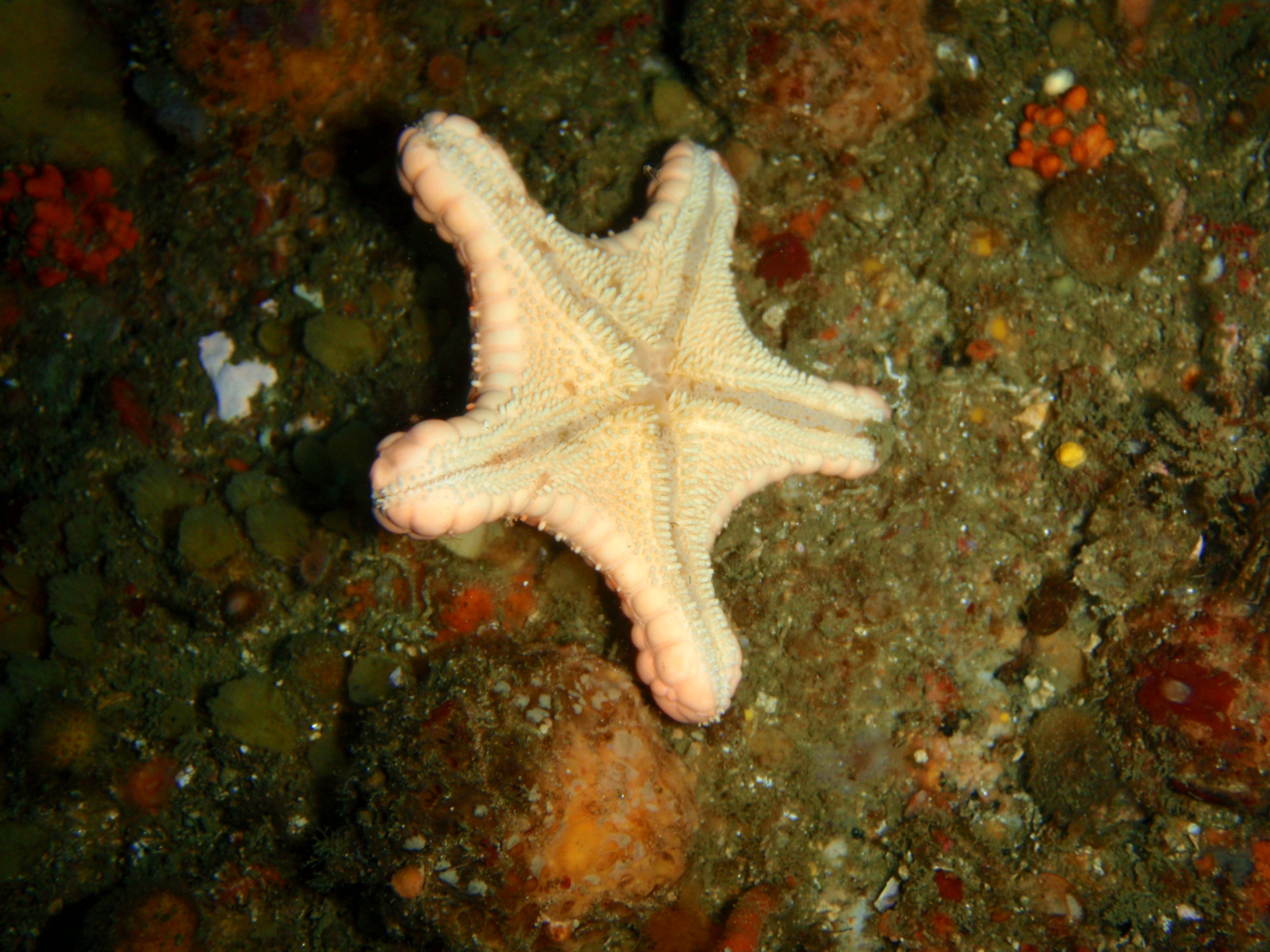 Какая звезда обитает в море. Какие морские звезды водятся в Абхазии.
