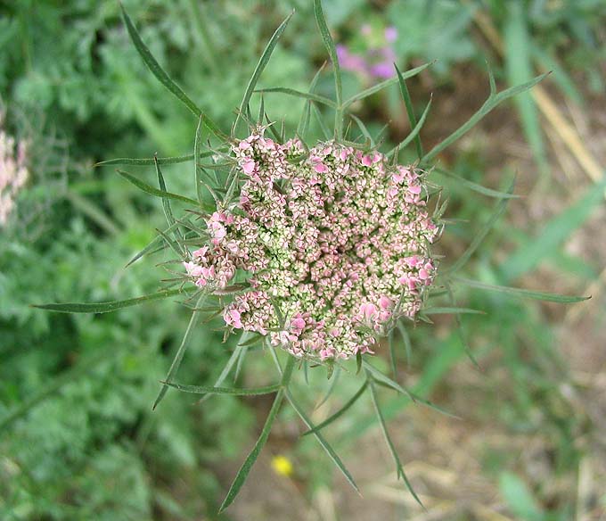 File:Carottefleurs.jpg