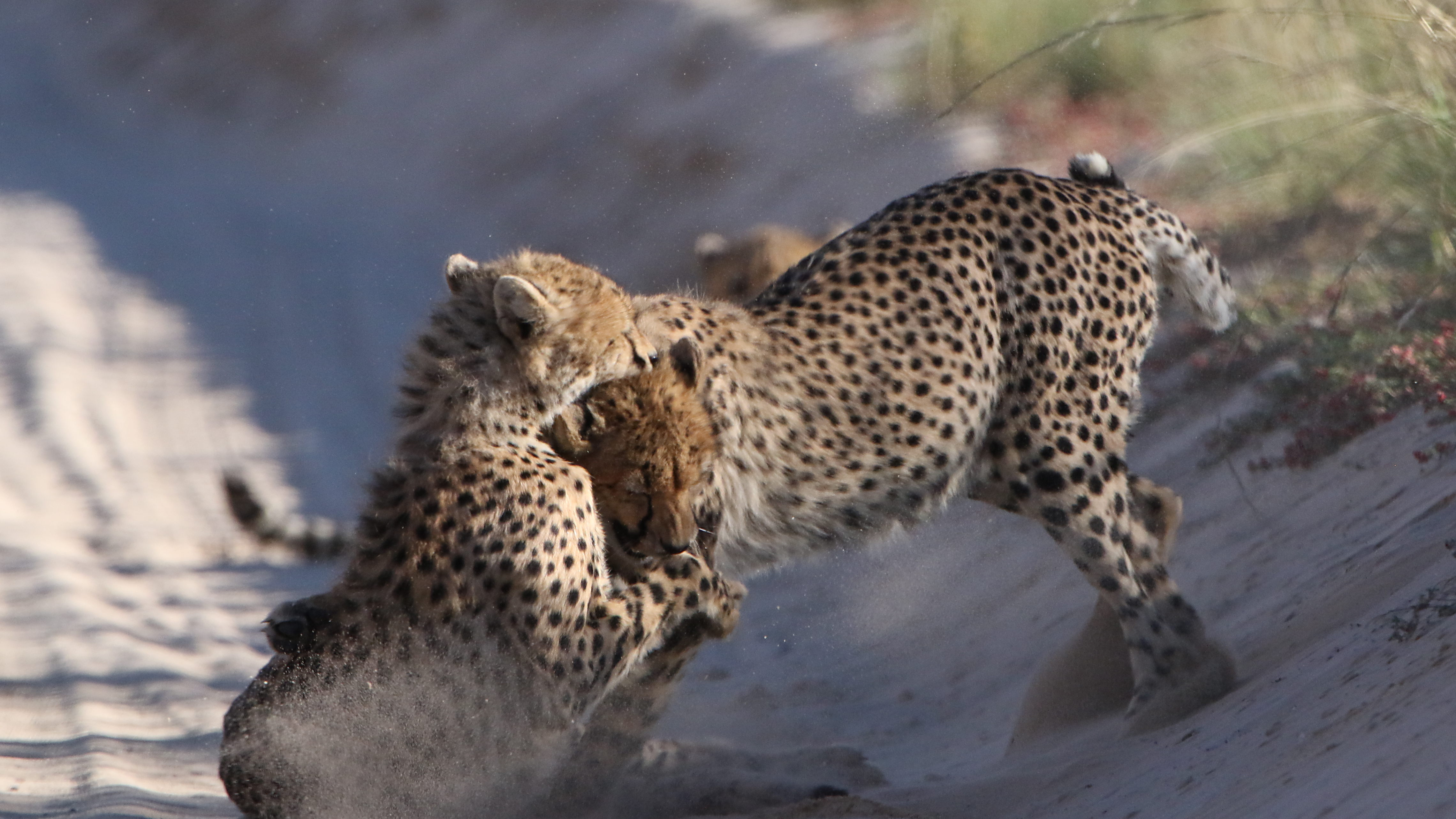 South African cheetah (Acinonyx jubatus jubatus) - ZooChat