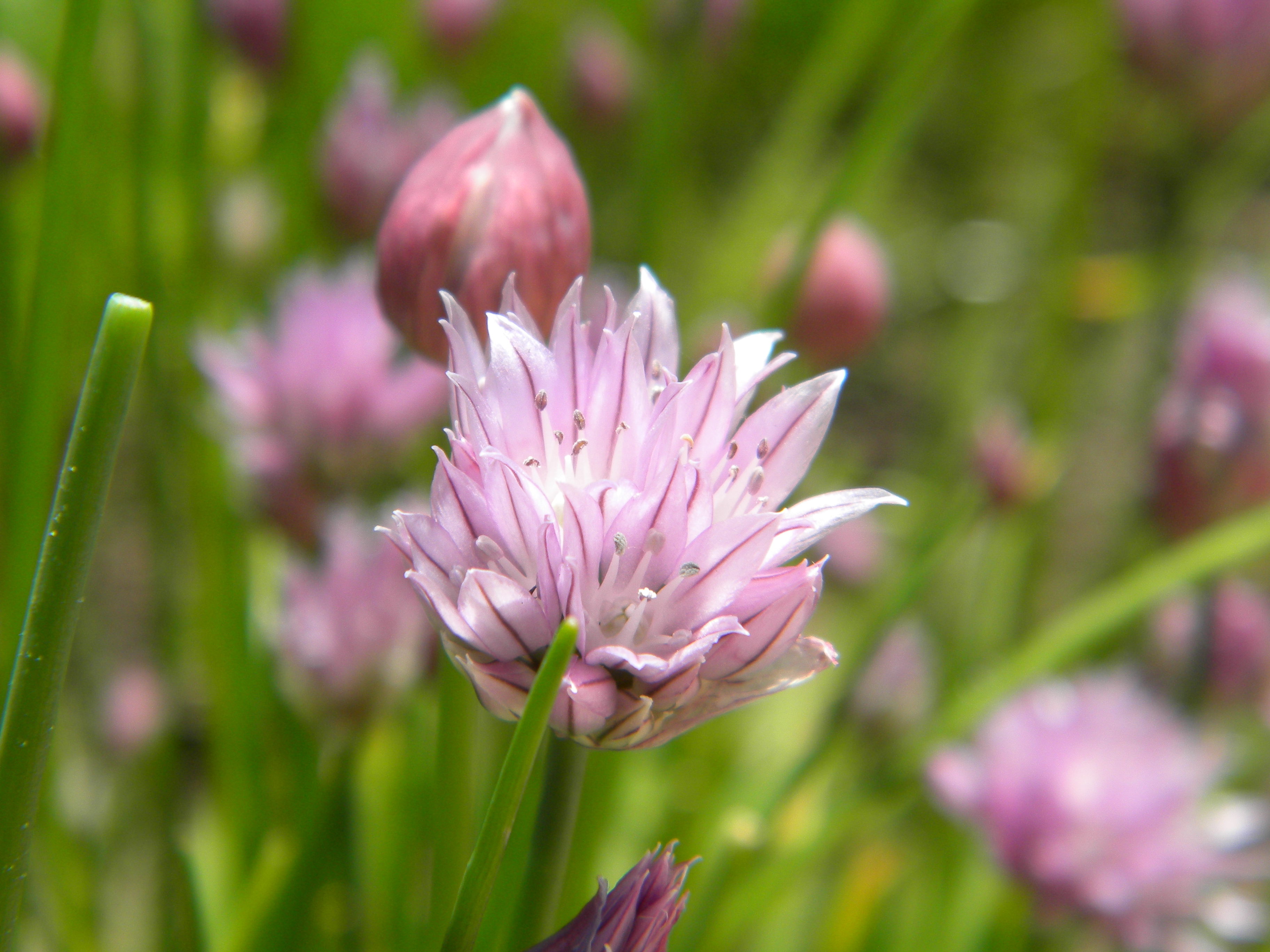 https://upload.wikimedia.org/wikipedia/commons/f/f3/Chive_flower_close-up.jpg