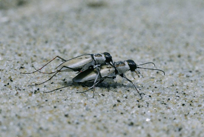 File:Cicindela dorsalis dorsalis usfws.jpg