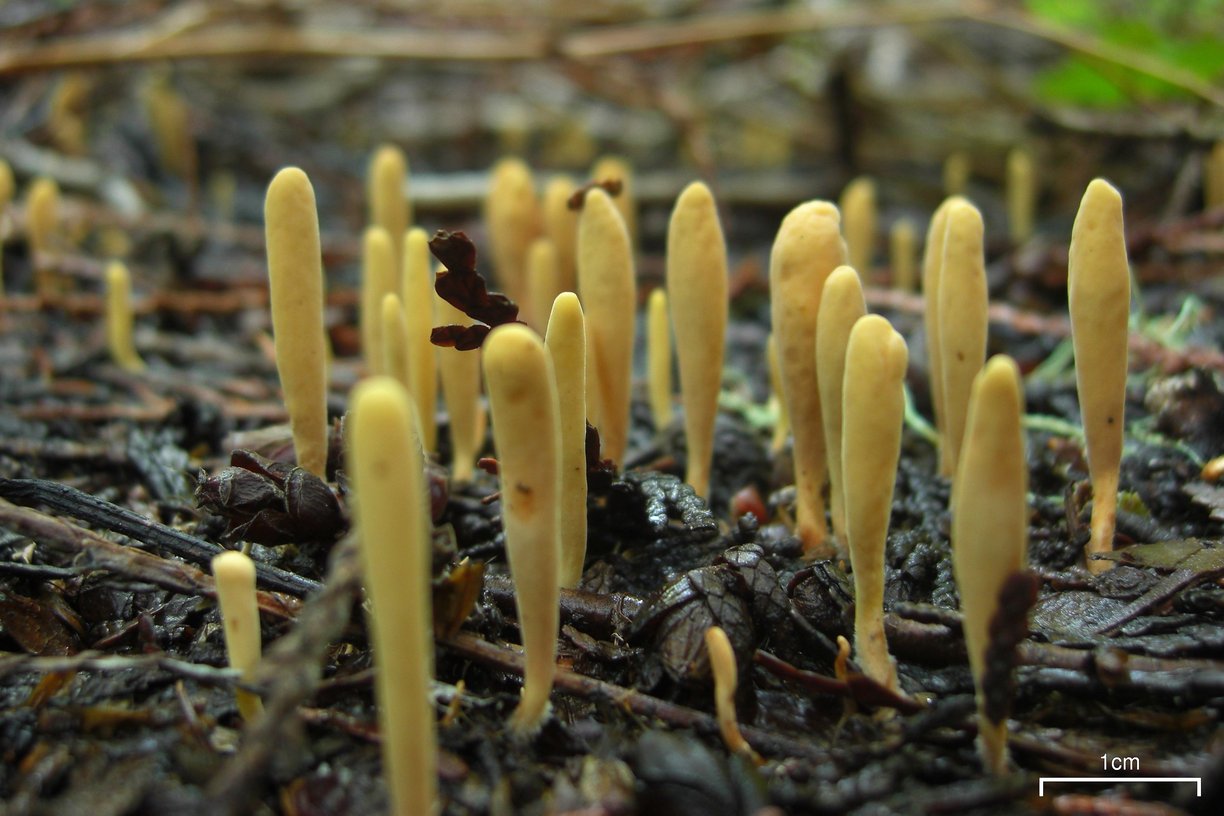 File:Club Fungi (5038421508).jpg - Wikimedia Commons