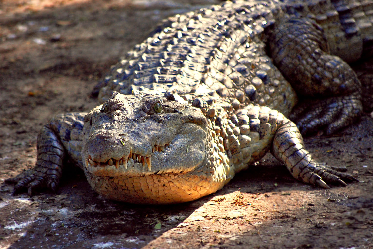 philippine crocodile scientific name