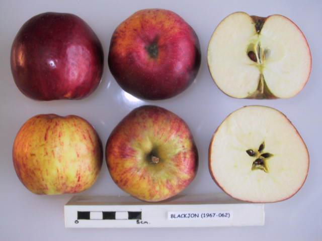 File:Cross section of Blackjon, National Fruit Collection (acc. 1967-062).jpg