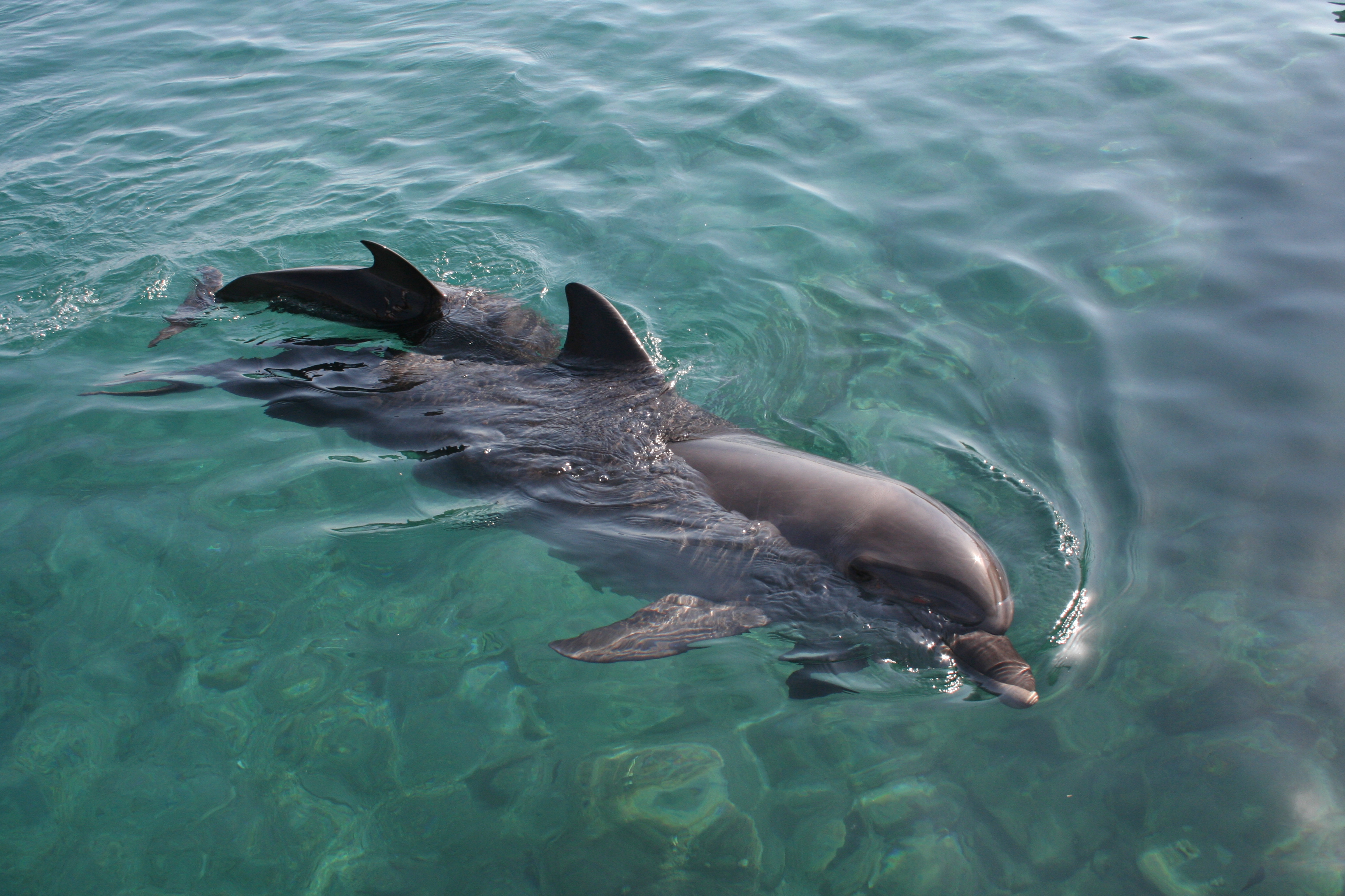 Бутылконосые дельфины фото