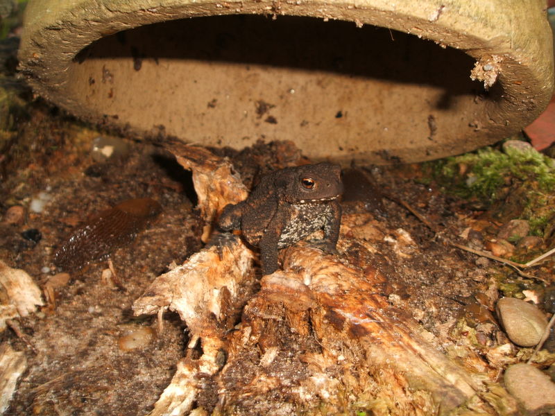 File:Erdkröte (bufo bufo) 01.jpg