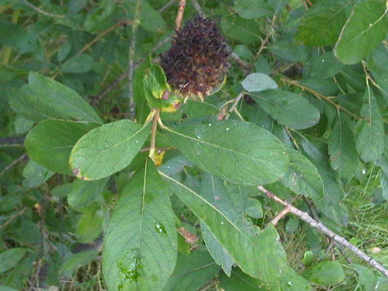 File:Eriophyes triradiatus 05.jpg