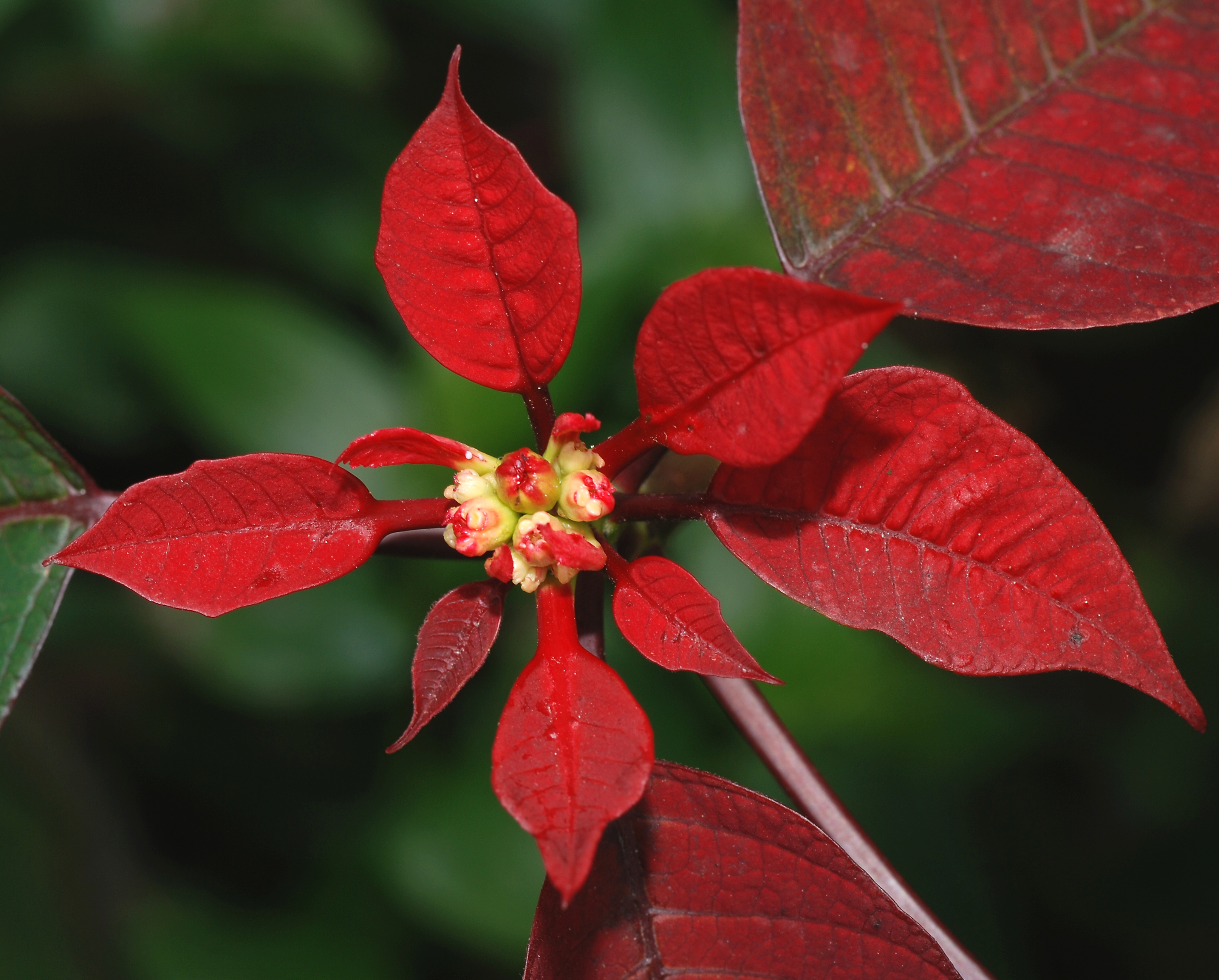 Euphorbia pulcherrima