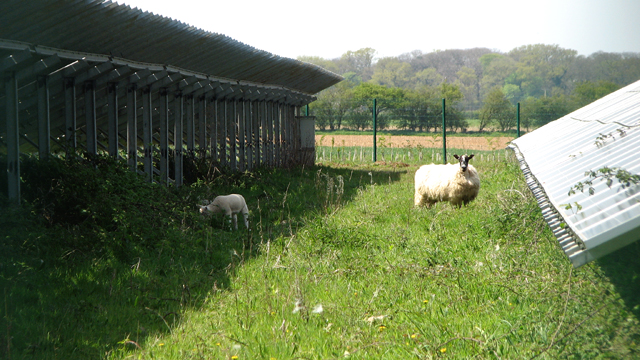 File:Ewe and lamb - geograph.org.uk - 4938481.jpg