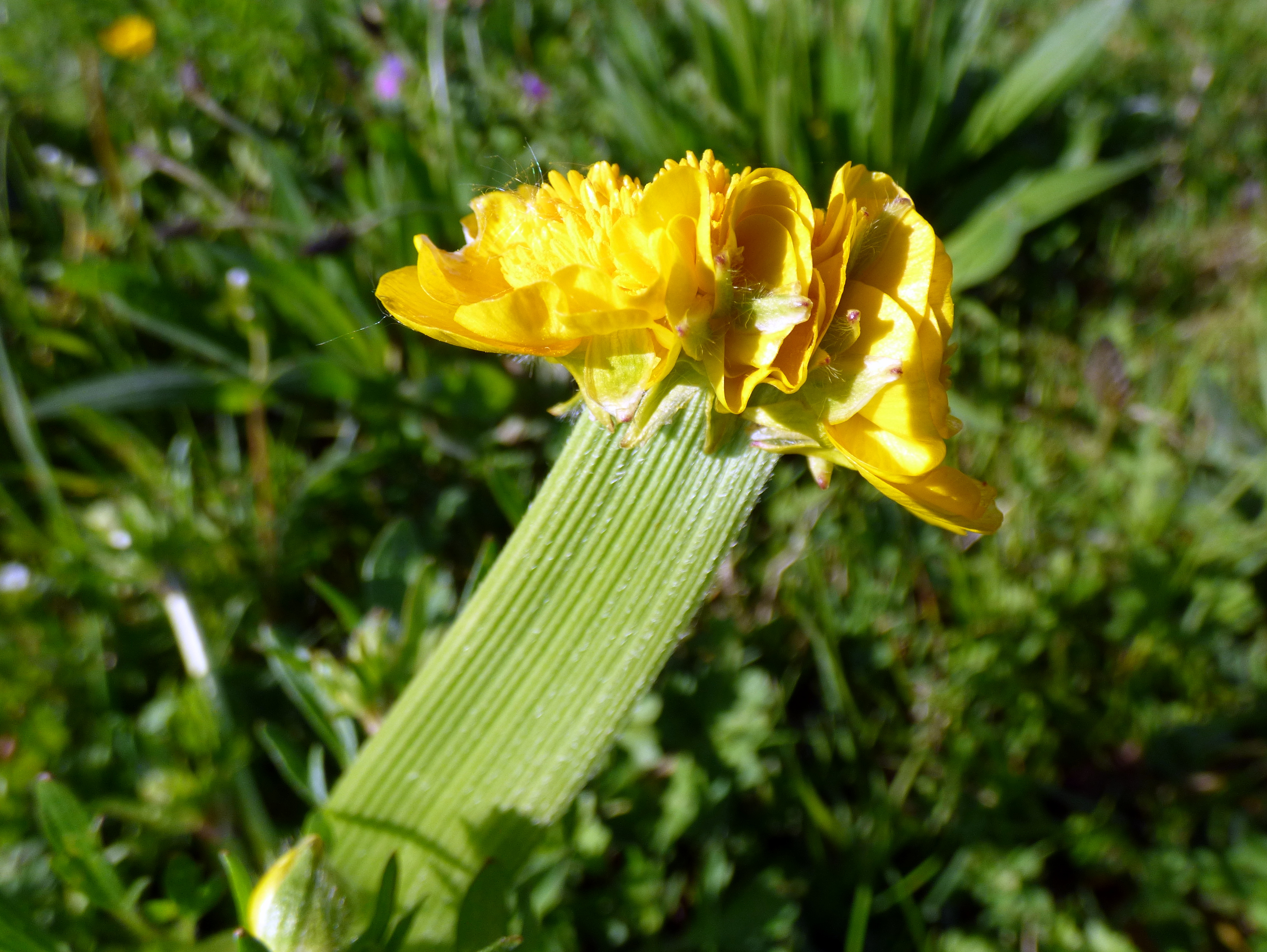 Почему Лютик на английском Buttercup