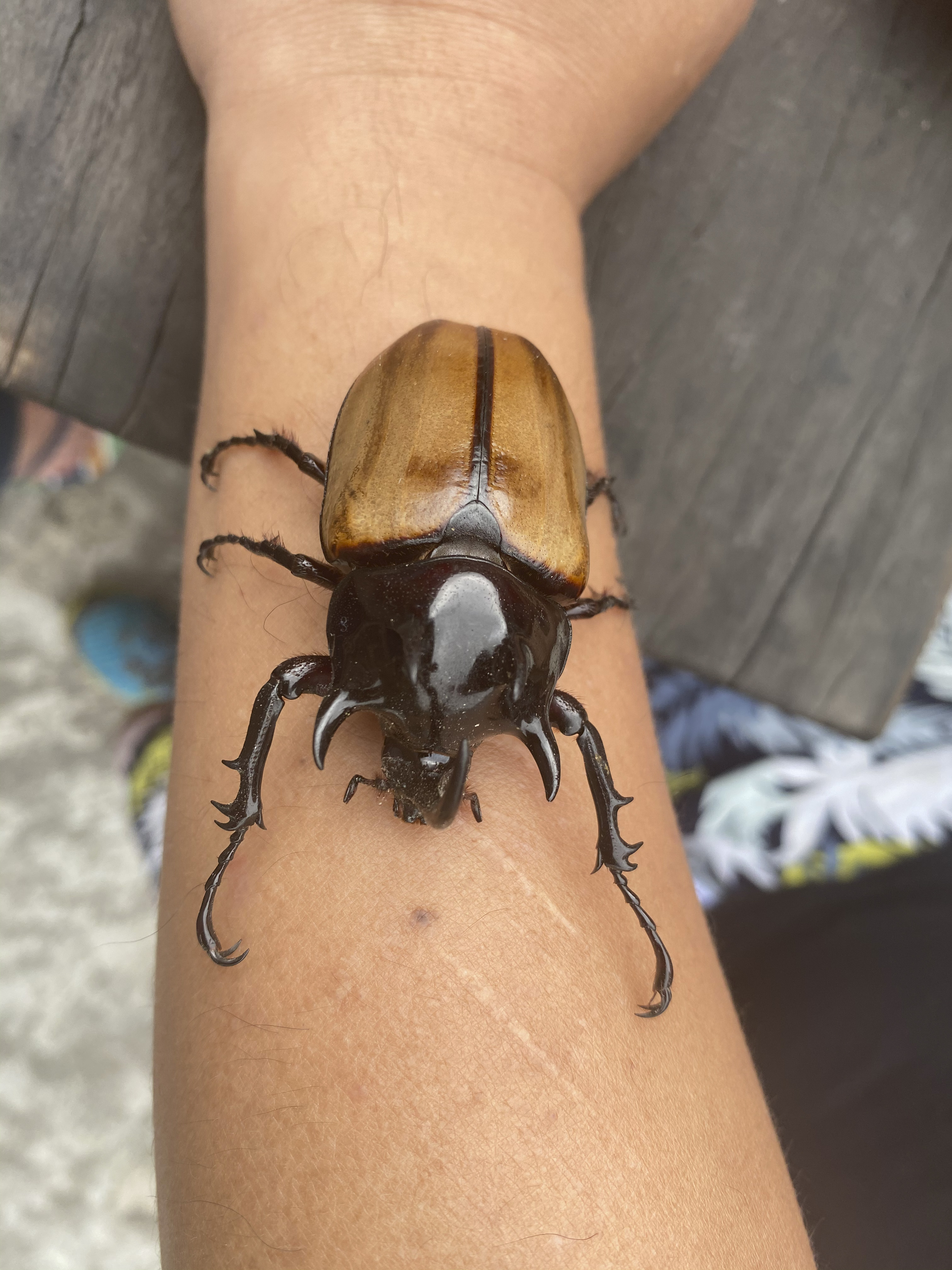 horned hercules beetle