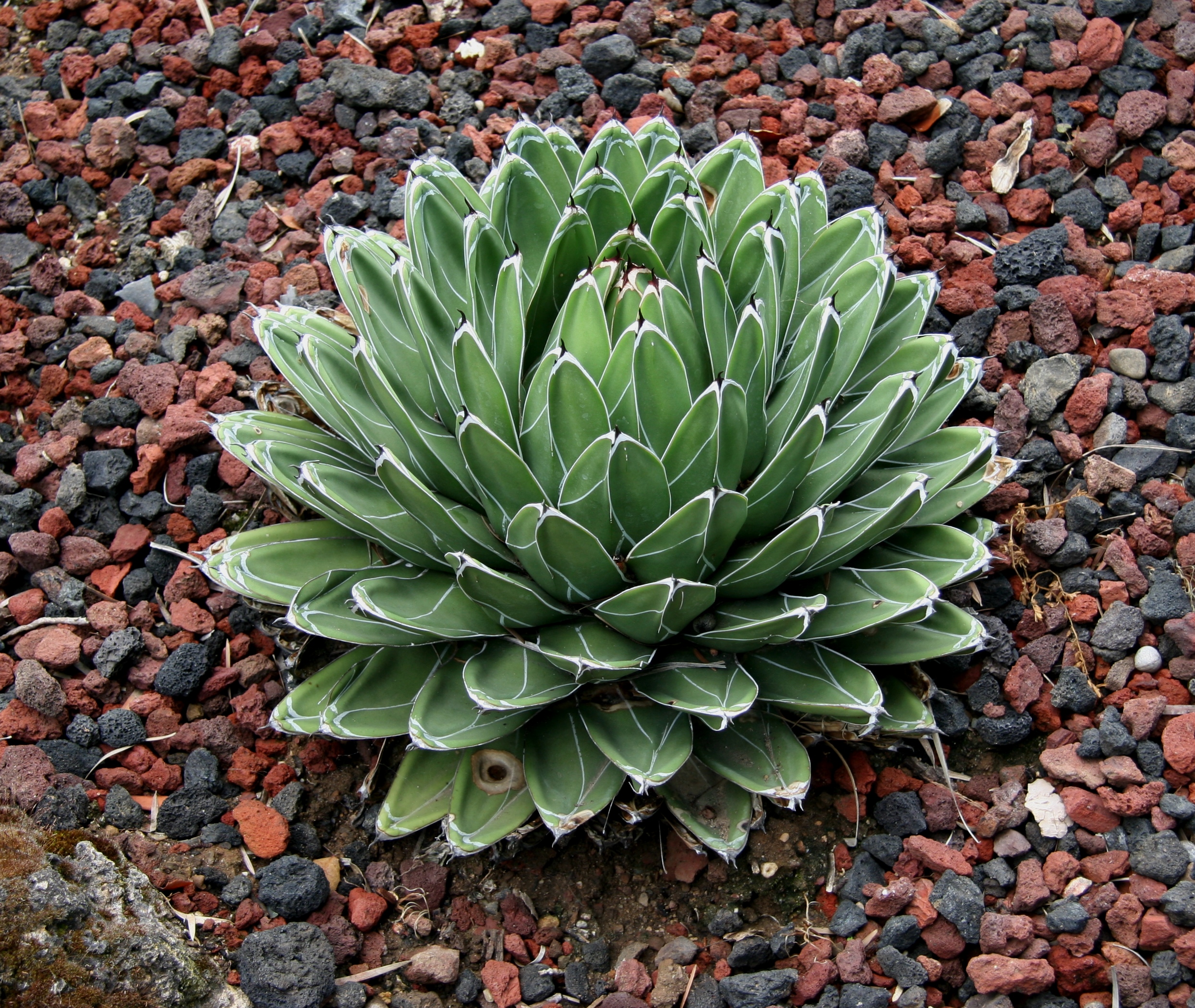 Flickr_ _brewbooks_ _Agave_victoriae reginae_%28Queen_Victoria%27s_agave%29_%281%29