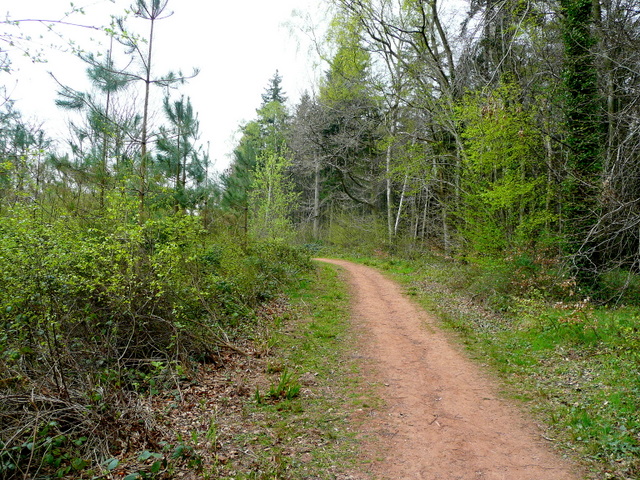 File:Footpath in Dymock Forest - geograph.org.uk - 1251106.jpg