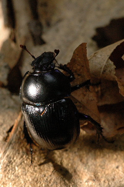 File:Geotrupes.puncticollis.jpg