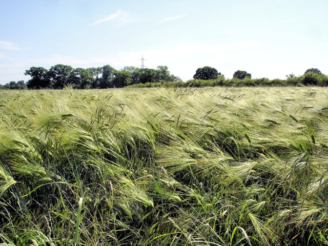 Haslington - barley field - geograph.org.uk - 856362