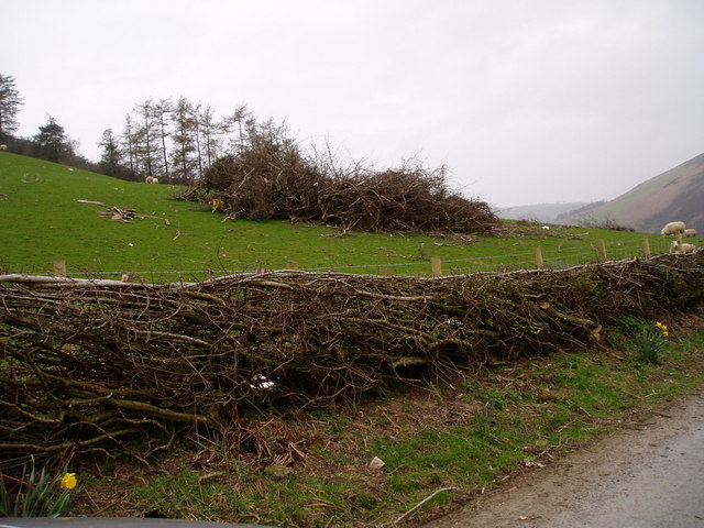 File:Hedge - geograph.org.uk - 158991.jpg