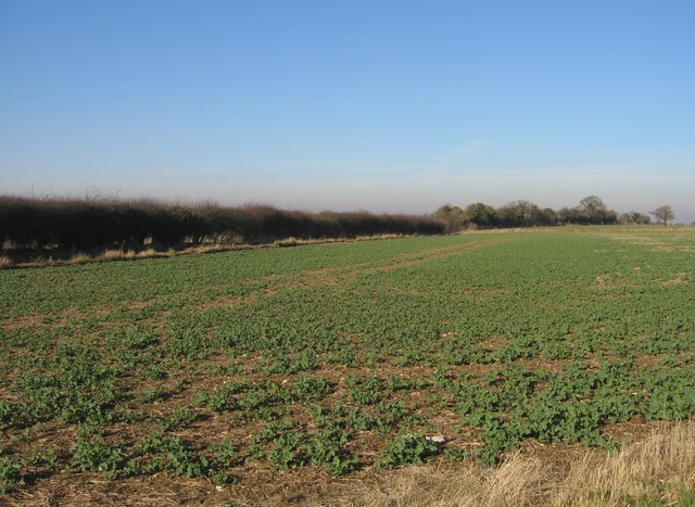 File:Hedge row marks the footpath - geograph.org.uk - 686395.jpg