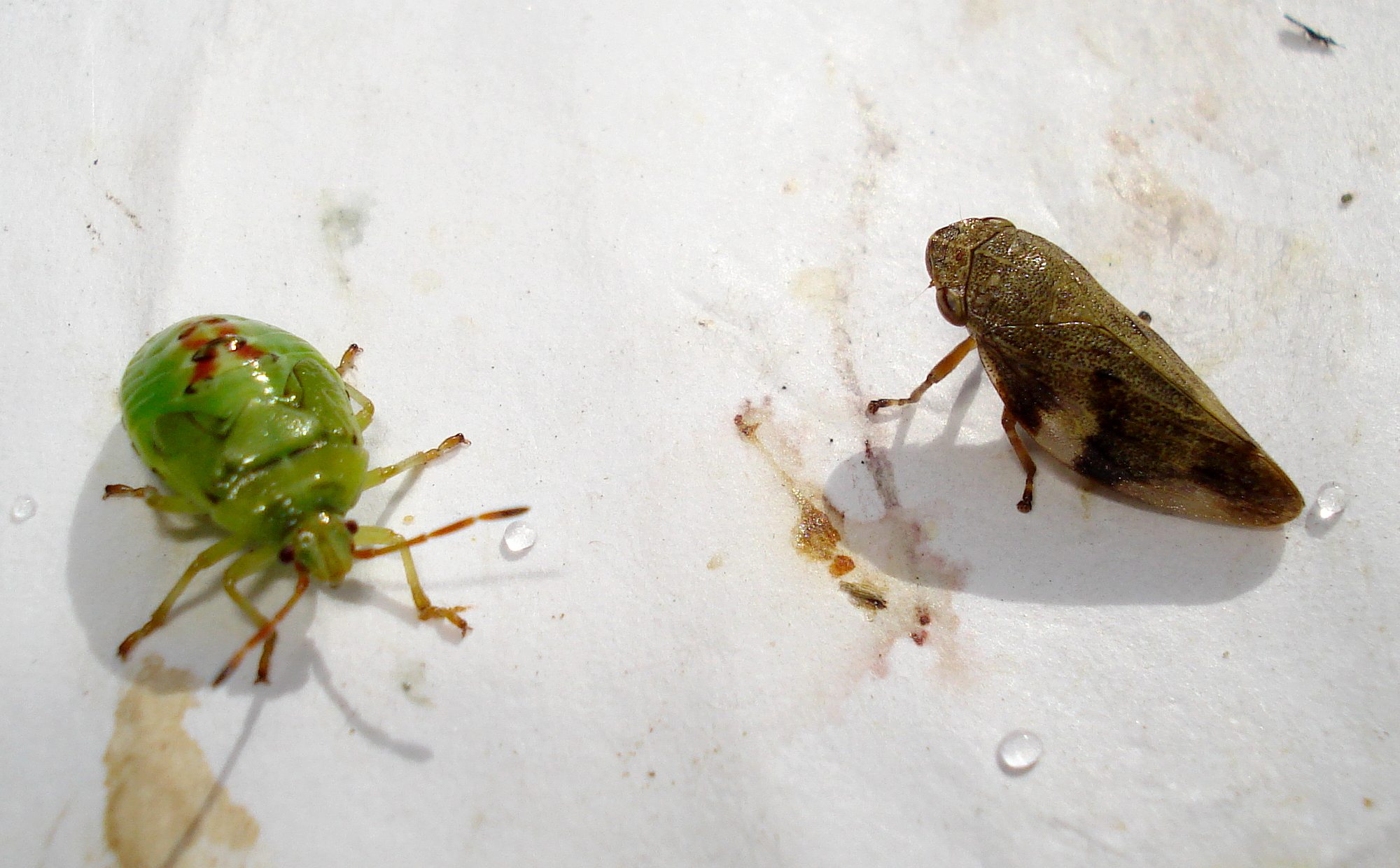 Heteroptera- Acanthosomatidae- Cyphostethus tristriatus - Homoptera- Aphrophora alni (2744158285).jpg