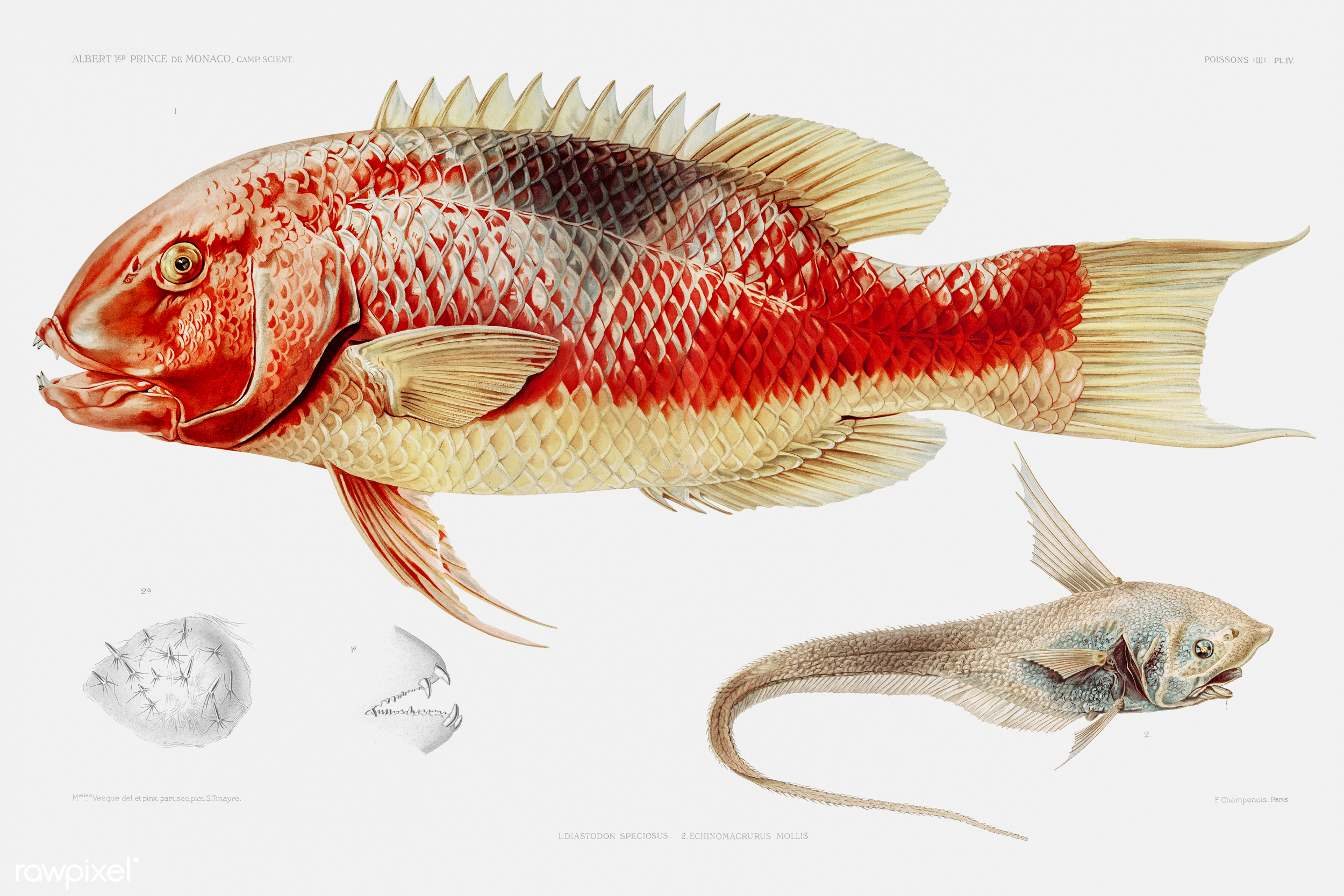 File:Hogfish and a ray finned fish poster.jpg - Wikimedia Commons