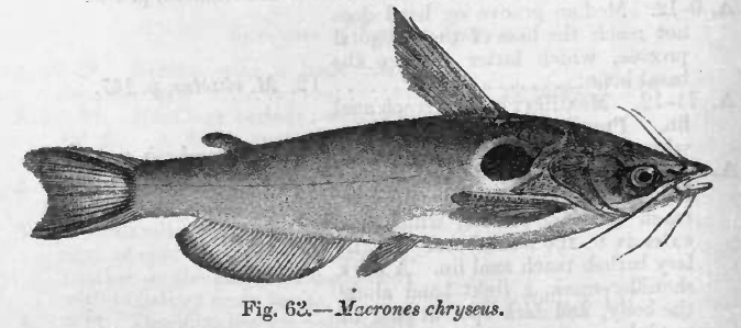 File:Horabagrus brachysoma Day.jpg