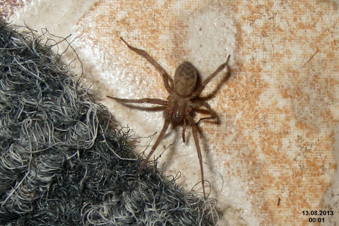 Спайдер туалет. Tegenaria domestica паук. Тегенария домовая. Большой Домовой паук. Паук Домовик.