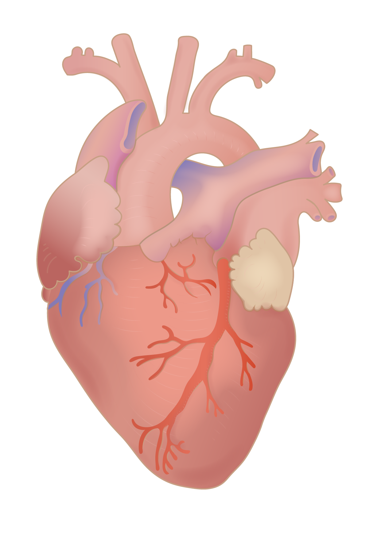 File Human Heart Png Wikimedia Commons