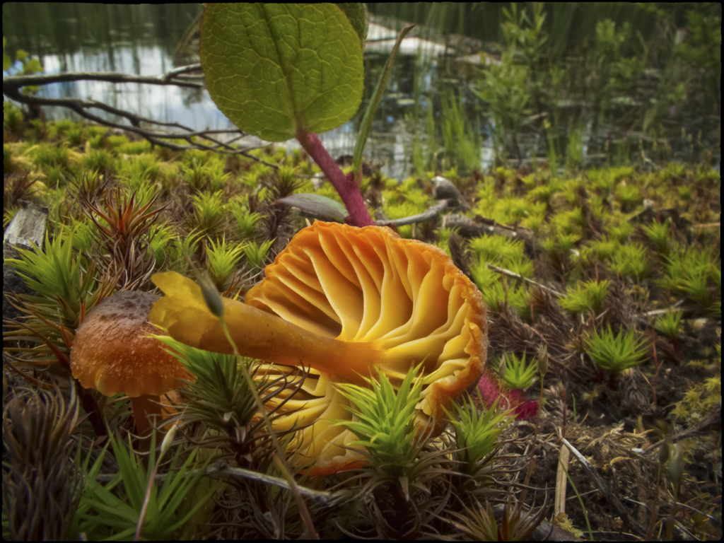 Hygrocybe sp. (7189678025).jpg