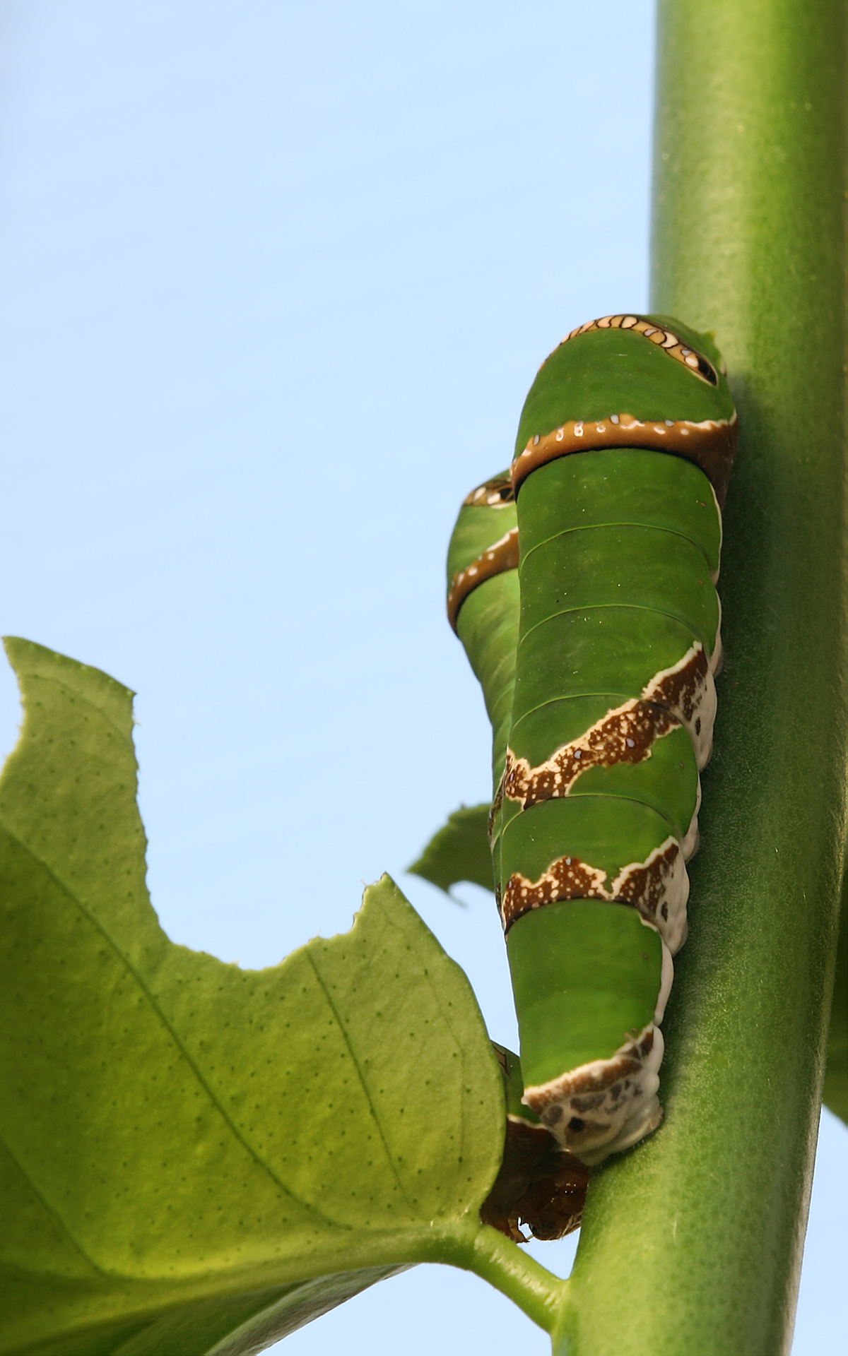 Image-Phoebis philea Caterpillar 2 Richard Bartz.jpg