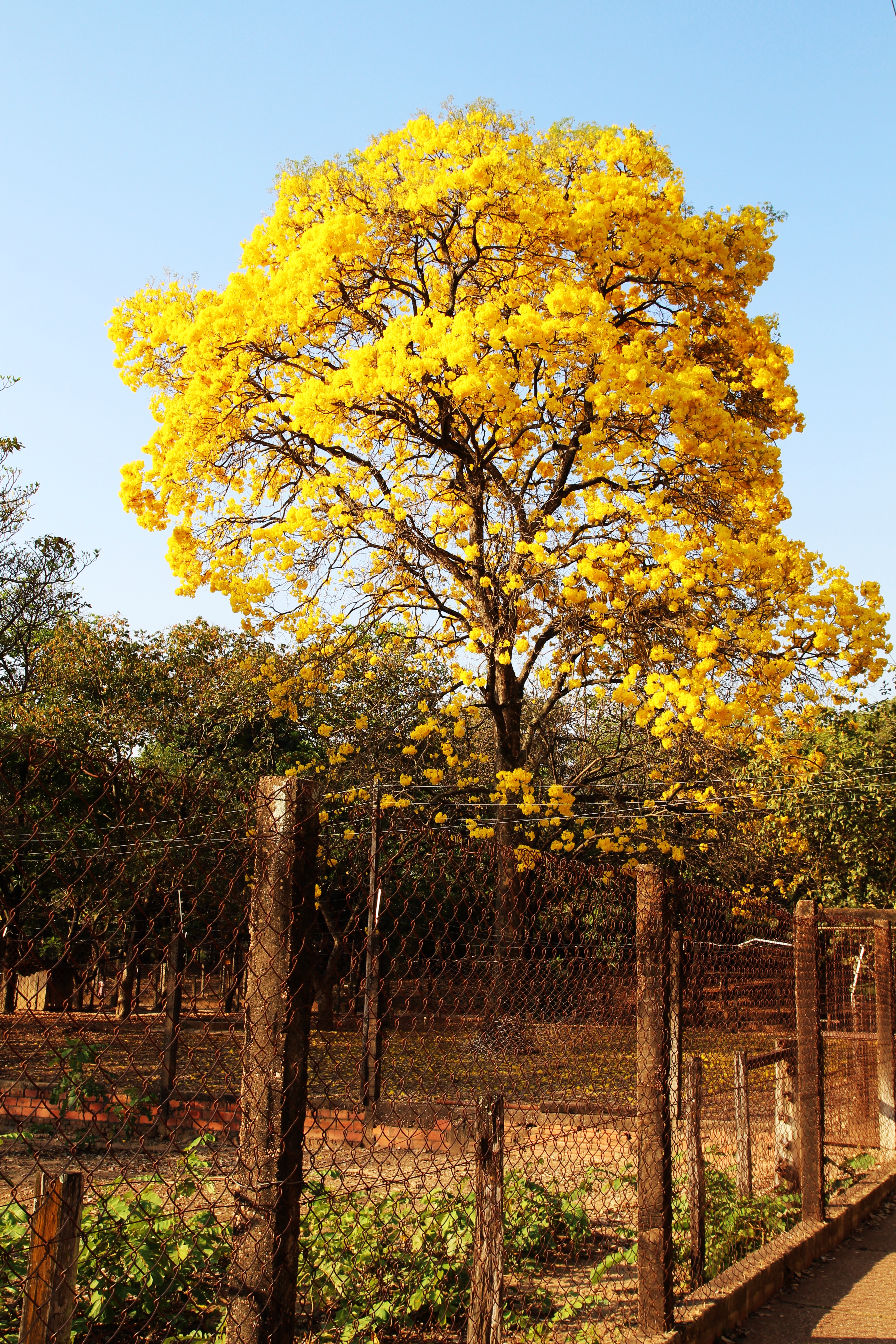 File:Ipê Amarelo do Cerrado.jpg - Wikimedia Commons