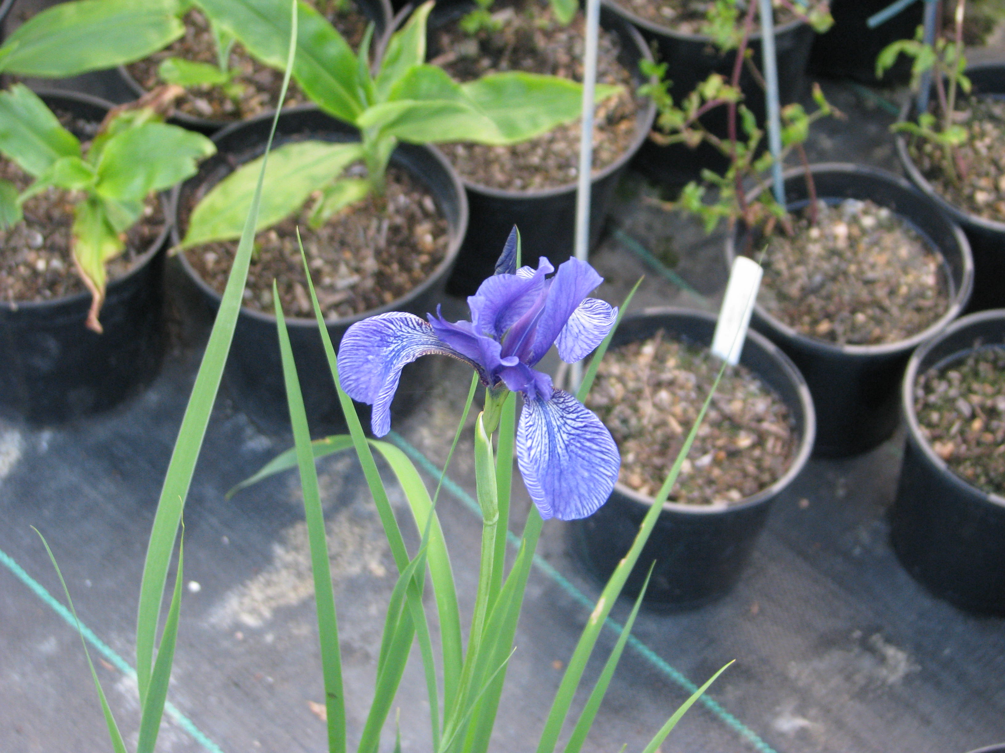 Iris sp sent as kemaonensis (14117405999).jpg