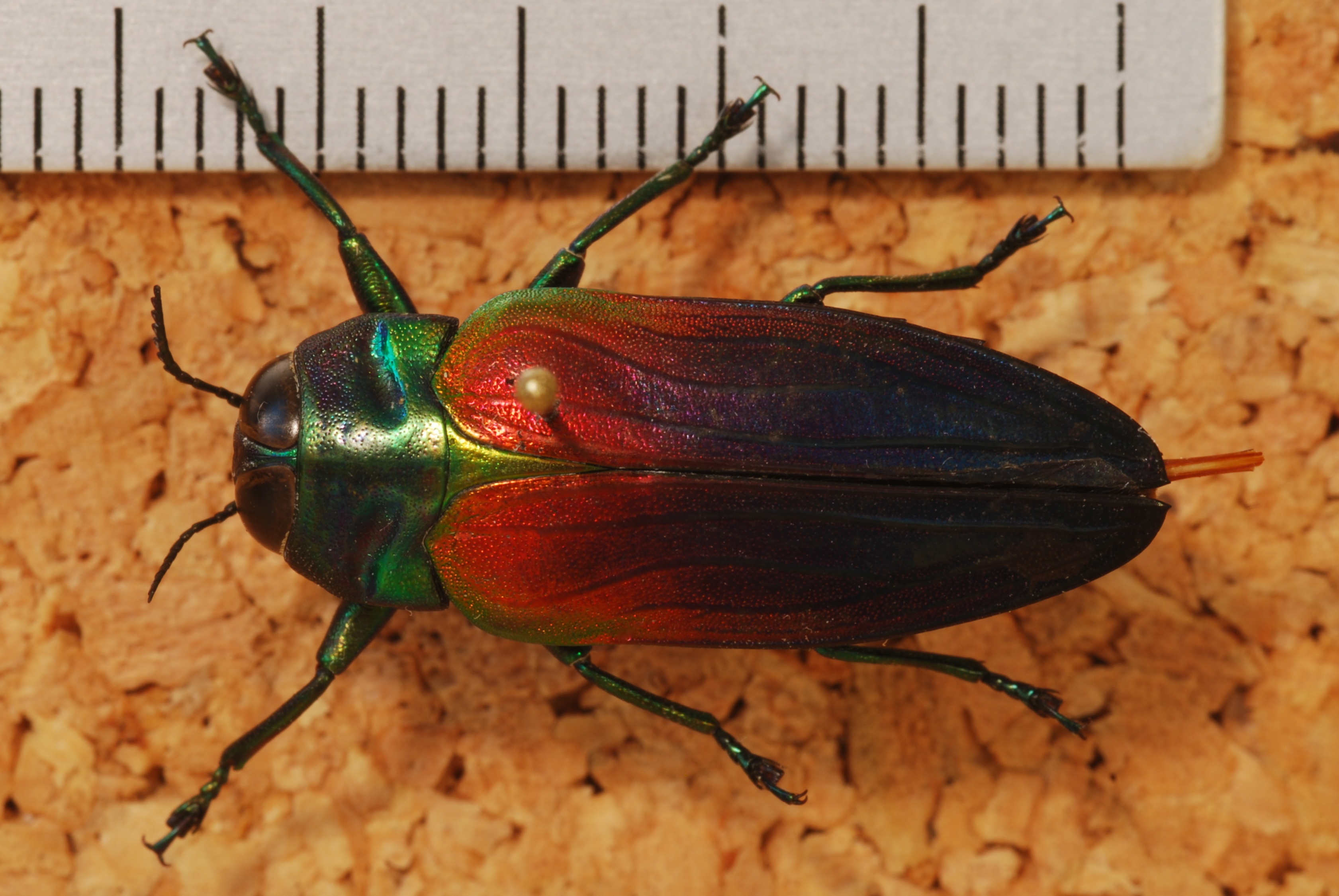Jewel Beetle (Belionota sumptuosa) (8247315337).jpg