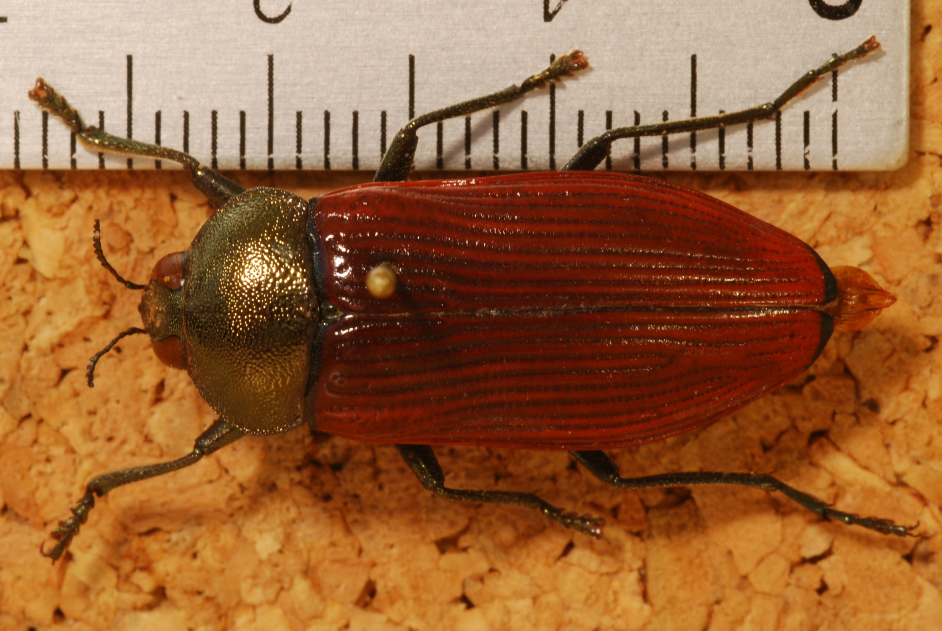 Jewel Beetle (Temognatha wimmerae) (8280493691).jpg