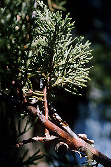 File:Juniperus deppeana USDA.jpg