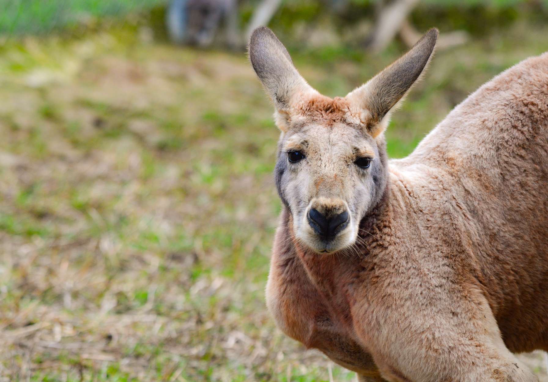 File Kangourou Roux Parc Australien Jpg Wikimedia Commons