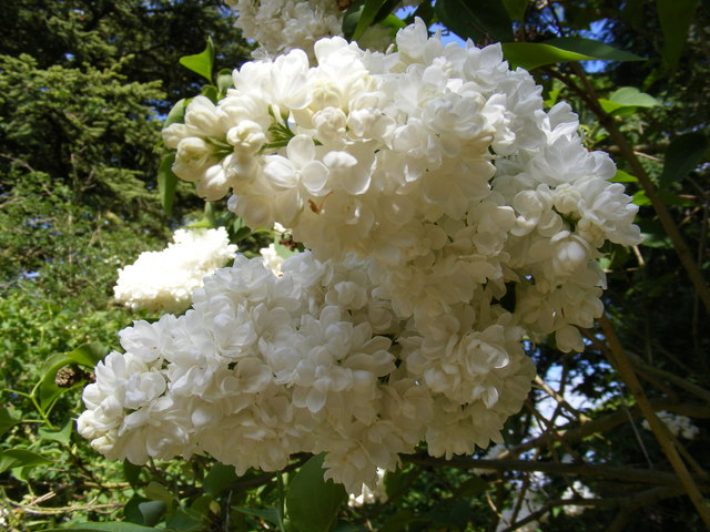 File:Lilac at Elsworth Parish Church - geograph.org.uk - 1307827.jpg