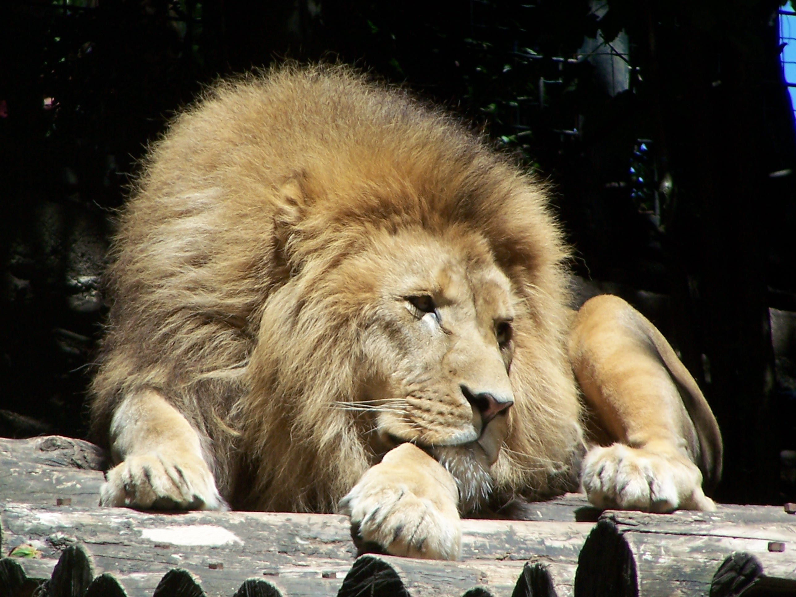 File Lion Blanc Jpg Wikimedia Commons