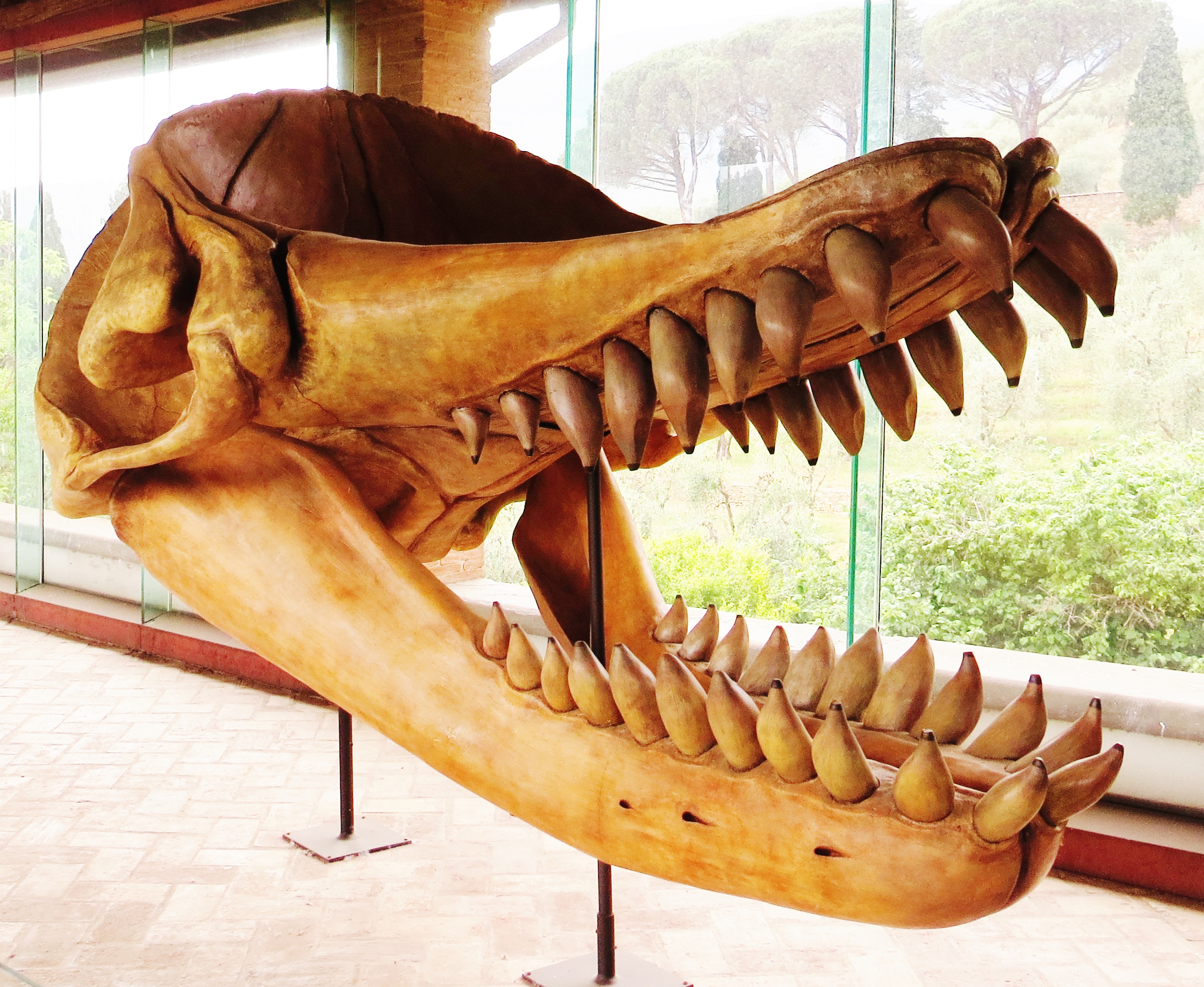 The Ancient Livyatan Fossil, a 62-Ton Giant Predator, Outdoes the Mighty Megalodon with Monstrous Teeth