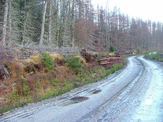 File:Logs by the Roadside - geograph.org.uk - 342346.jpg